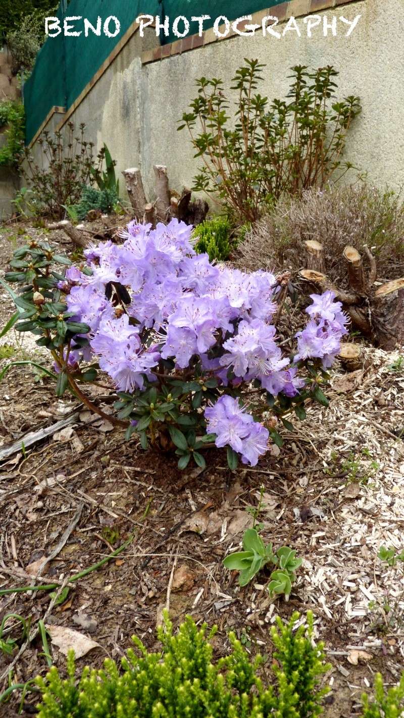 Rhododendron Nains P1090021