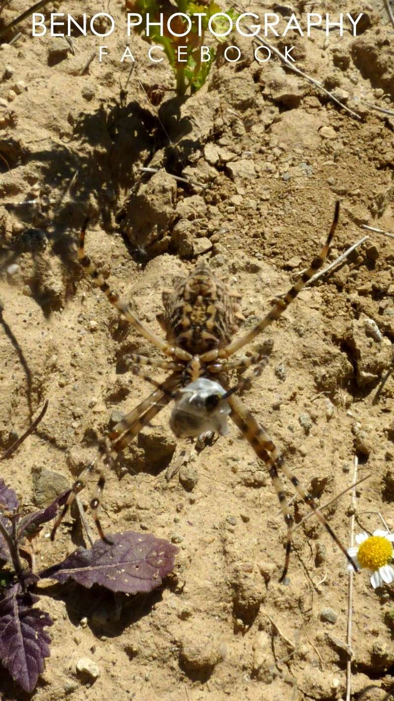 Les Araignées (Épeires diademe) P1090512