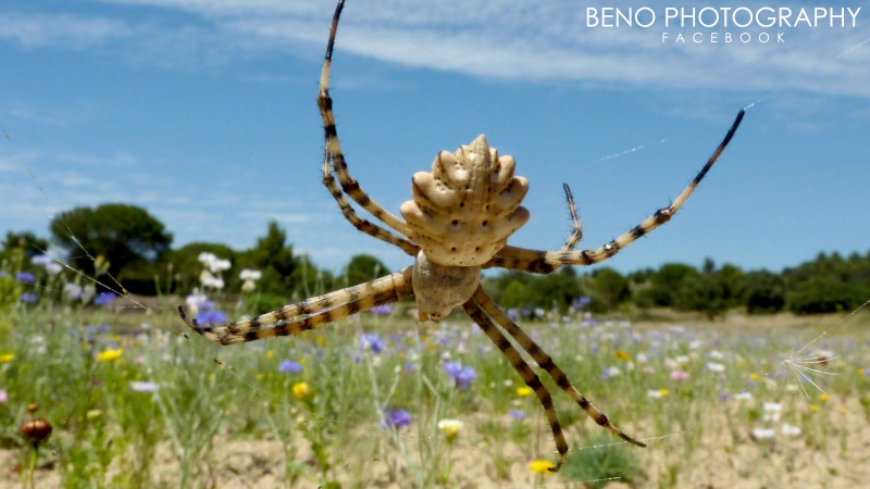 Les Araignées (Épeires diademe) P1090513