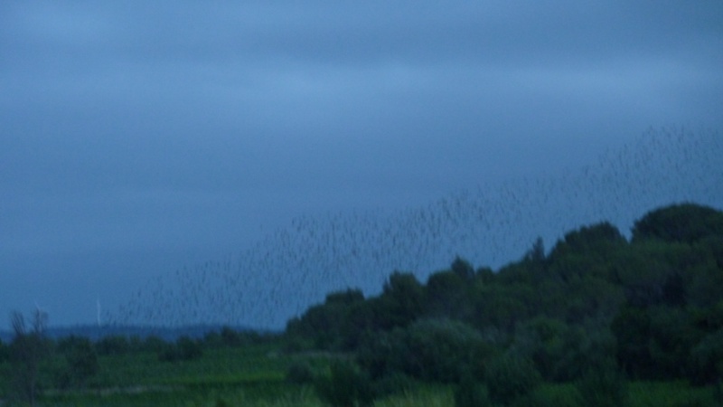 Nuée d'oiseaux (Étourneau) P1090515