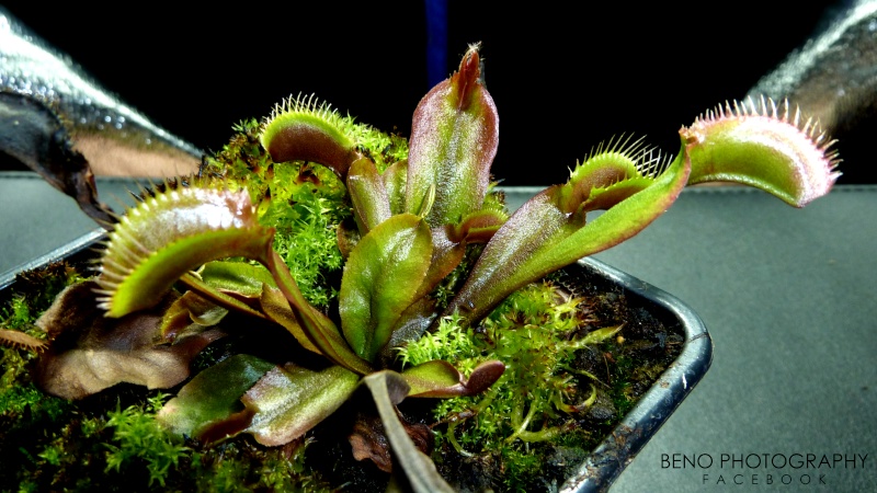 Dionaea "F04" / "Fused Petiole" P1100512