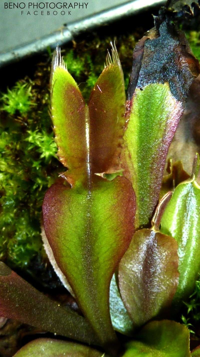 Dionaea "F04" / "Fused Petiole" P1100513