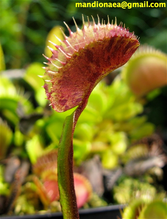 Dionaea "Spotty" Spotty10
