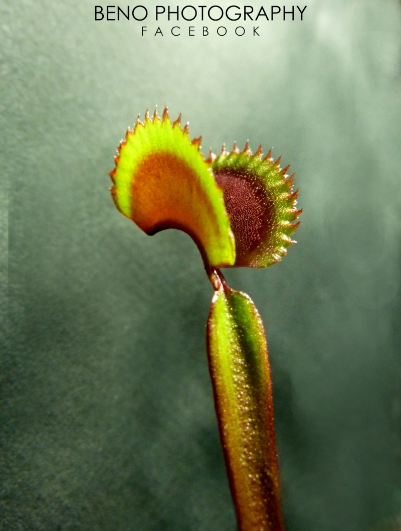 Dionaea "Red Piranha" Tite_p11