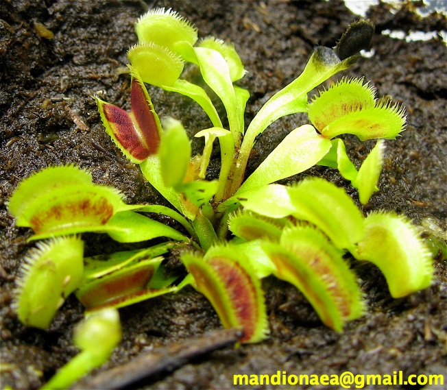 Dionaea "Vitiligo" Viti10