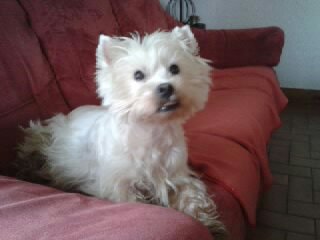 ANOVE dite ALBANIE, westie femelle de 5 ans. - Page 7 13229119