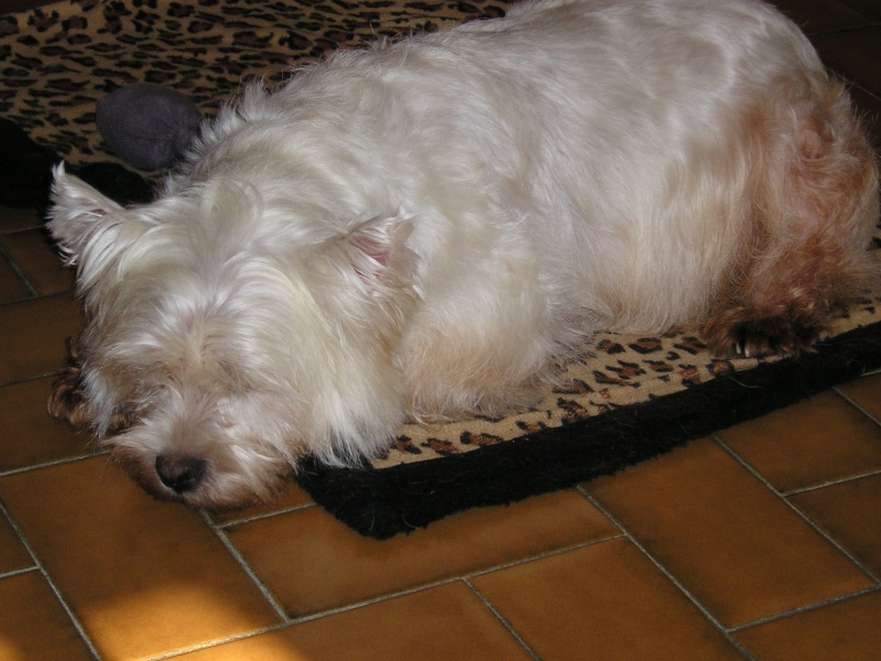 ANOVE dite ALBANIE, westie femelle de 5 ans. - Page 8 Fevrie10