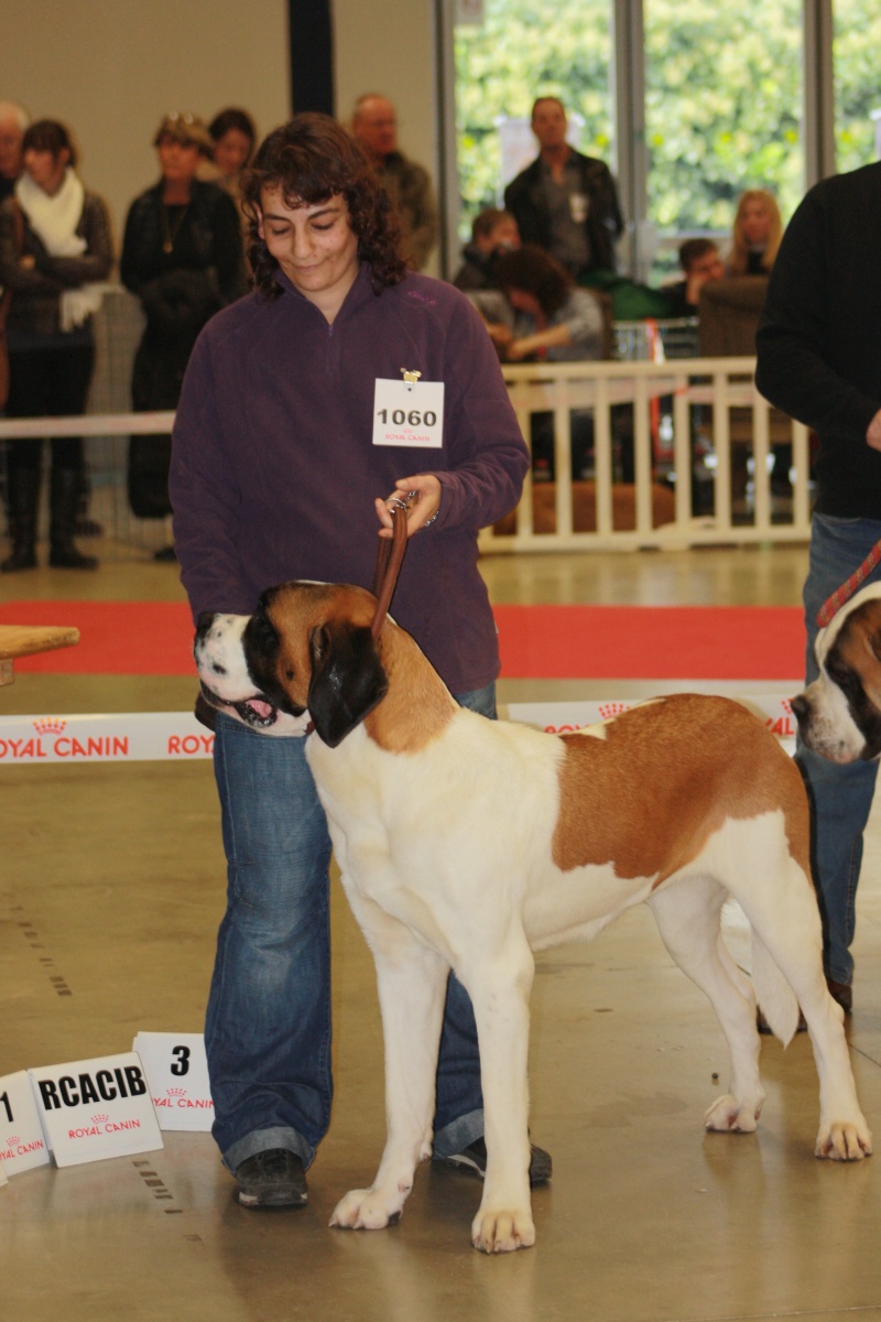 paris dog show 7 Janvier - Page 2 Img_6014