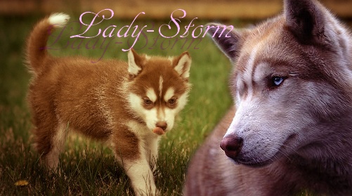 Lady-Storm / une belle tempete. 00000012