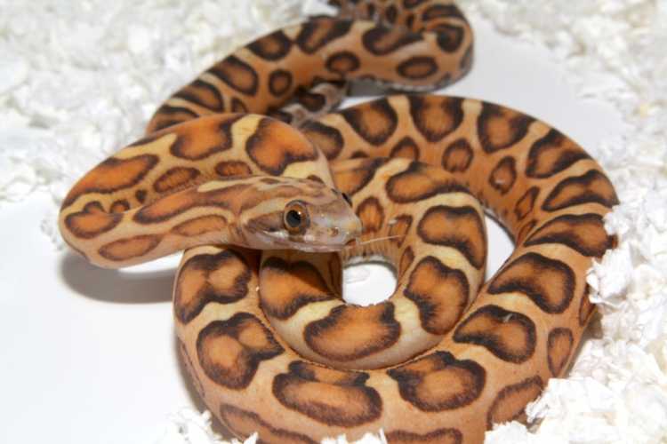 Les scaleless Scal_c10