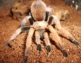 Aphonopelma chalcodes A_chal10