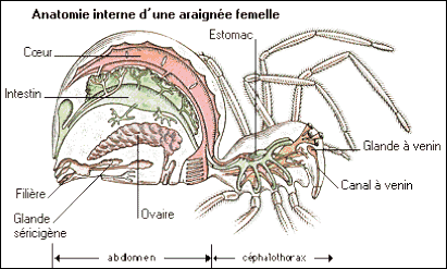 Anatomie générale de la mygale Anatom10