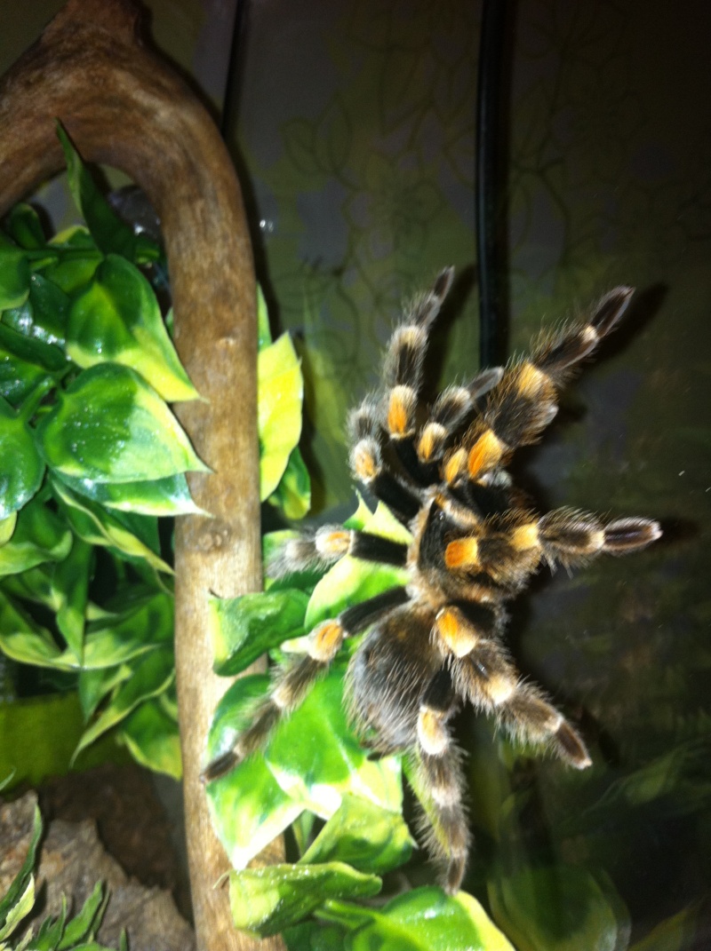 Brachypelma - Brachypelma smithi Img_0510