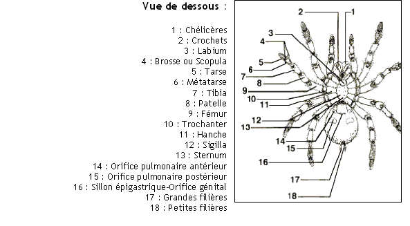 Anatomie générale de la mygale Mygale12