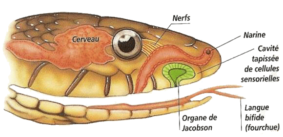 anatomie - Anatomie générale System10