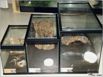 Aménagement terrarium arachnide (convient pour reptile)