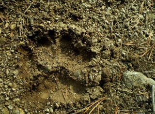 Un puma dans le Gévaudan Haute-10