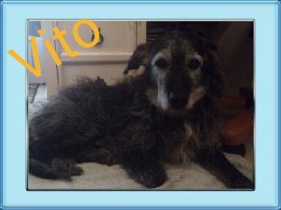 TRES URGENT - VITO - 13 ans -  risque spa (dpt 17) Vito10