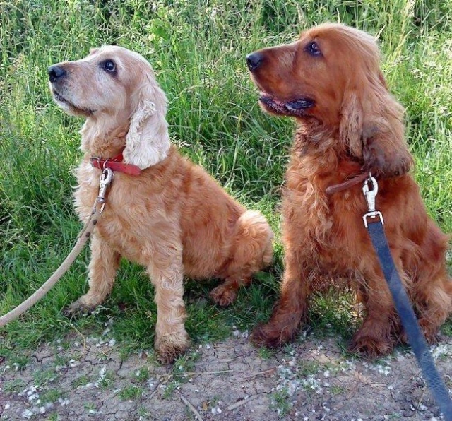 VERDI - cocker spaniel 8 ans - SLPA à Amance (54) Cooker18