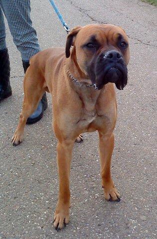 Figaro, boxer fauve de 1 an 1/2 Figaro10