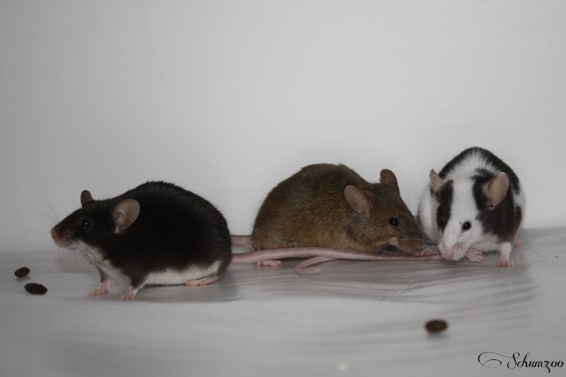 La troupe des souris (femelles) Img_8513