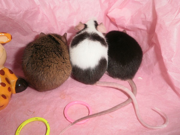 La troupe des souris (femelles) Les_fi14