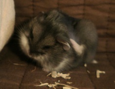 STD (HAMSTER) Haya, Tatsumaki,Kawa, Bubble et Gypsy Pa291617