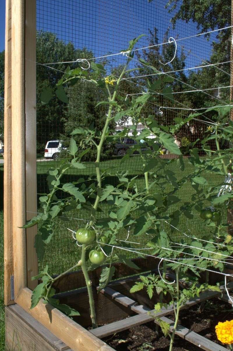 Tomato Tuesday Thread (N&C Midwest).. - Page 5 Img_9610