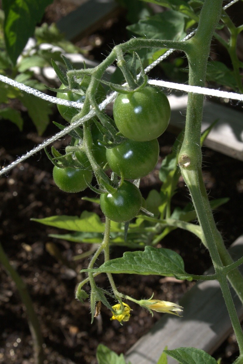 Tomato Tuesday Thread (N&C Midwest).. - Page 5 Img_9611