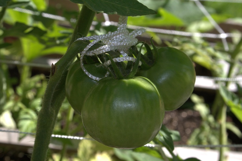 Tomato Tuesday Thread (N&C Midwest).. - Page 5 Img_9613