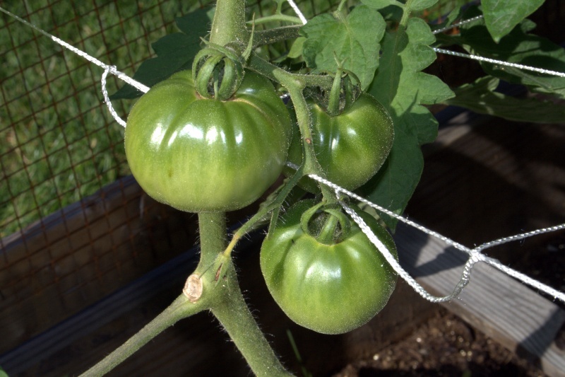 Tomato Tuesday Thread (N&C Midwest).. - Page 5 Img_9614