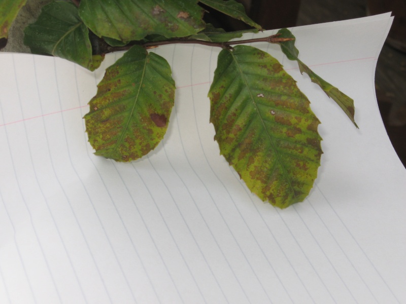 Help with Beech Leaves (fertilizer, water quality, pH) Img_3412