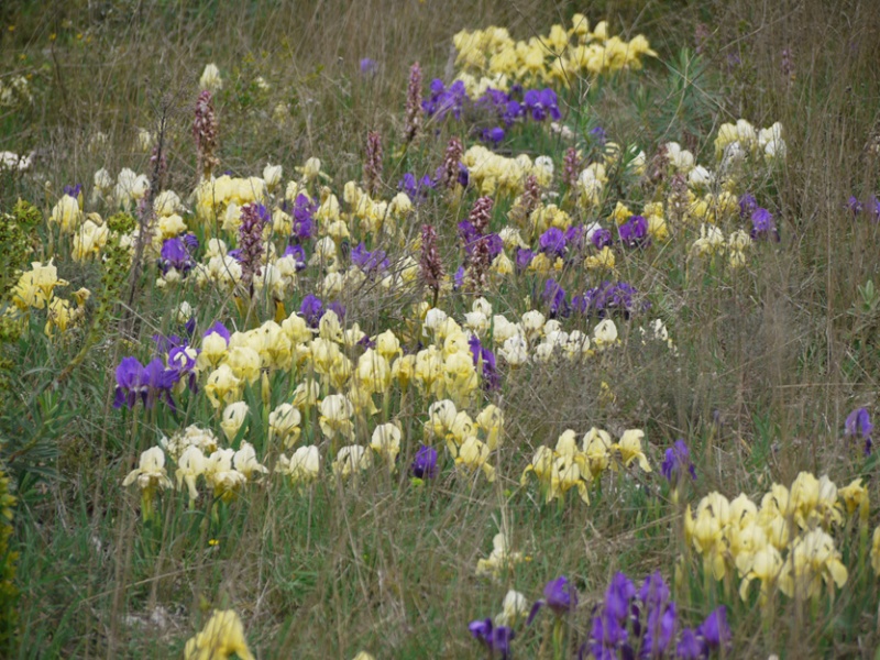 Iris lutescens Iris_d11