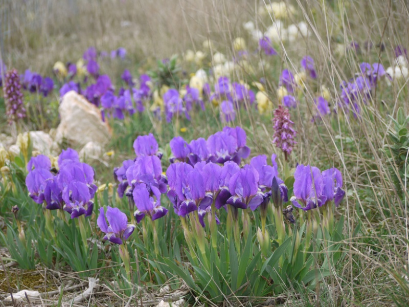 Iris lutescens Iris_l10
