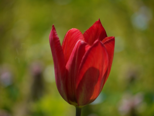 Tulipa 2012 P1340710