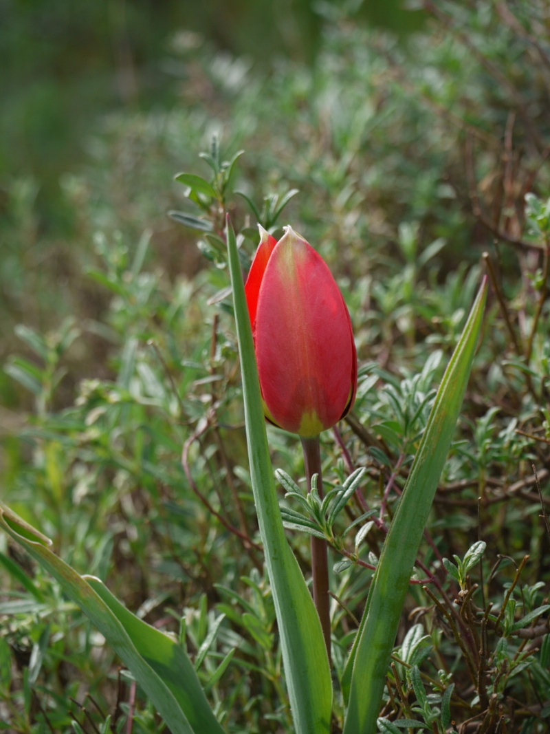 Tulipa aleppensis Tulipa23