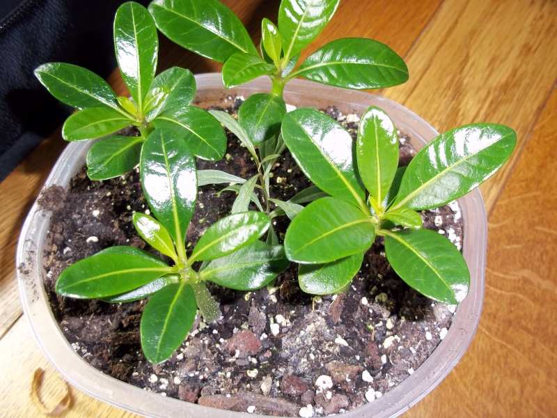 pachypodium decaryi 100_1115