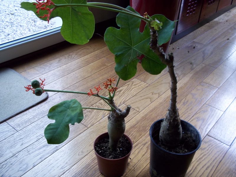 Recherche Jatropha podagrica 100_1119