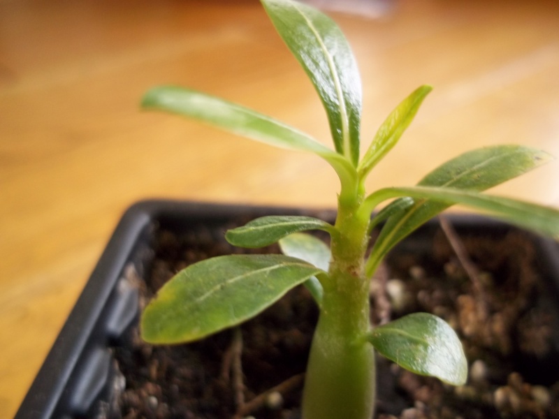 Semis Adenium Obesum Kaleidoscope - Page 7 Ade_0410