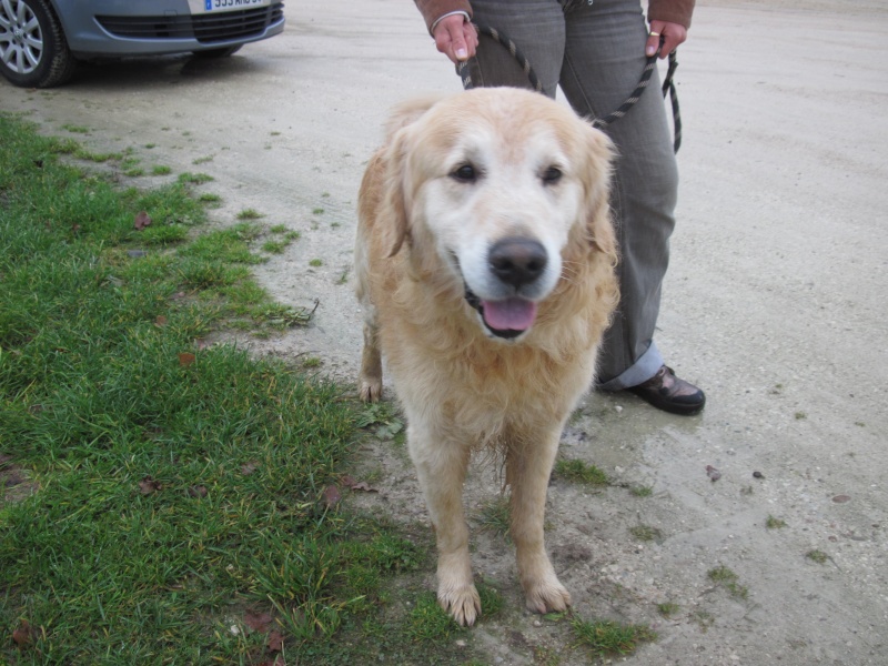 Urgent - BANJO - golden retriever 10 ans - Refuge du Mordant à Toul (54) Banjo_11