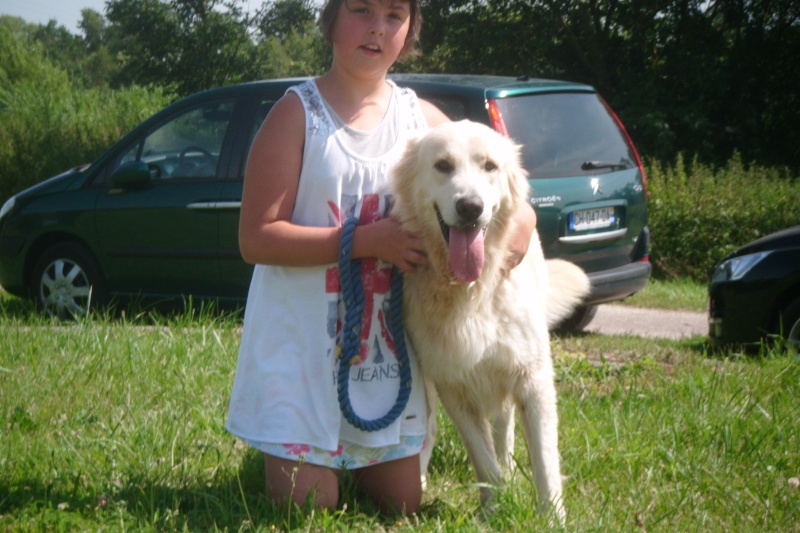 ELIOTH Golden Retriever né en 2009 Refuge du Mordant - Page 3 Elioth13