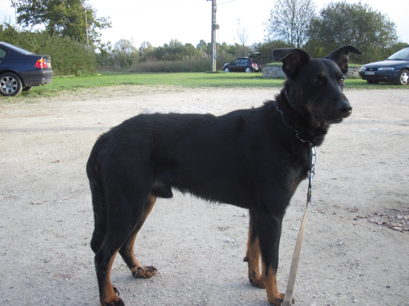 FOX x Beauceron mâle né en 2010 Refuge du Mordant  Fox_0311