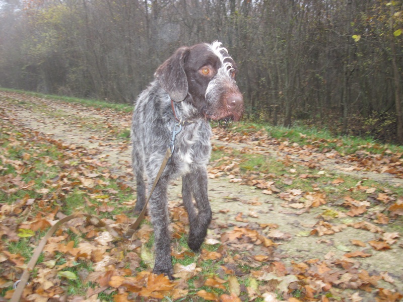 ROXY -drahthaar 2 ans - Refuge du Mordant à Toul (54) Hermes10