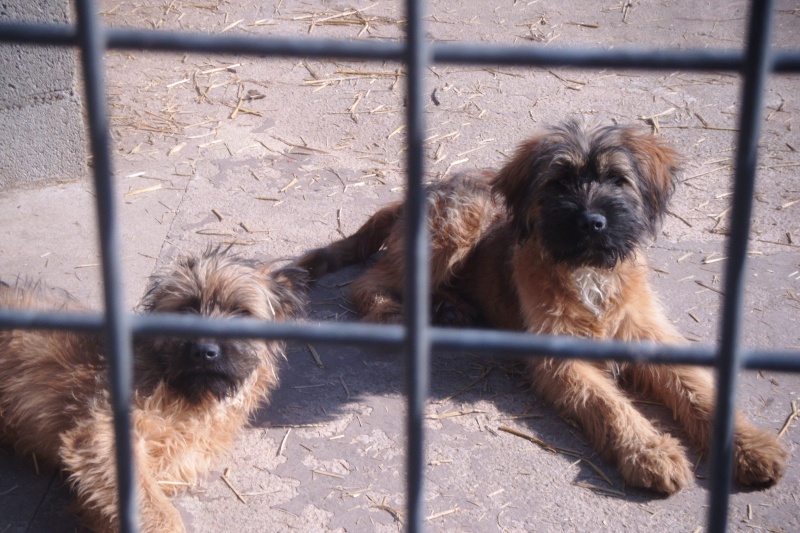 GOSPELL X Briard fauve né en sept. 2011 Refuge du Mordant Sayne_21