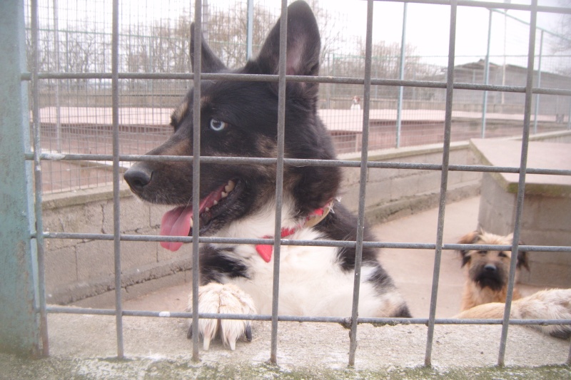 COQUINE X Husky née en 2006 Refuge du Mordant Shayne18