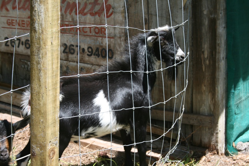 More goat pickies 04610