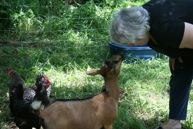 More goat pickies 04810