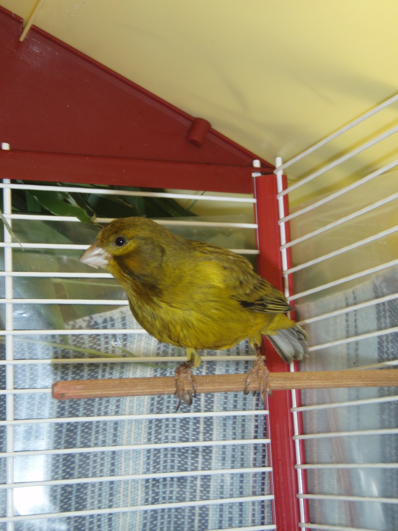 mes canaris  01810