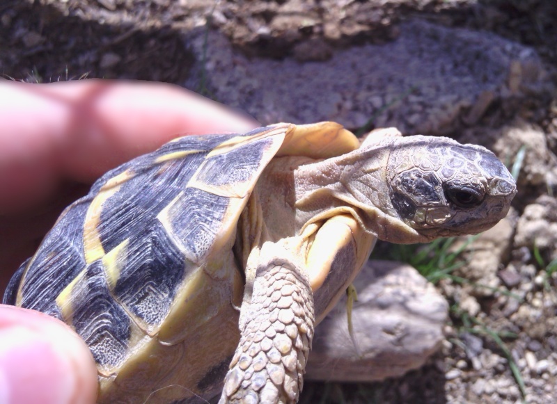 Tortue d'hermann mâle ou femelle ? Varoise ? Img_2015