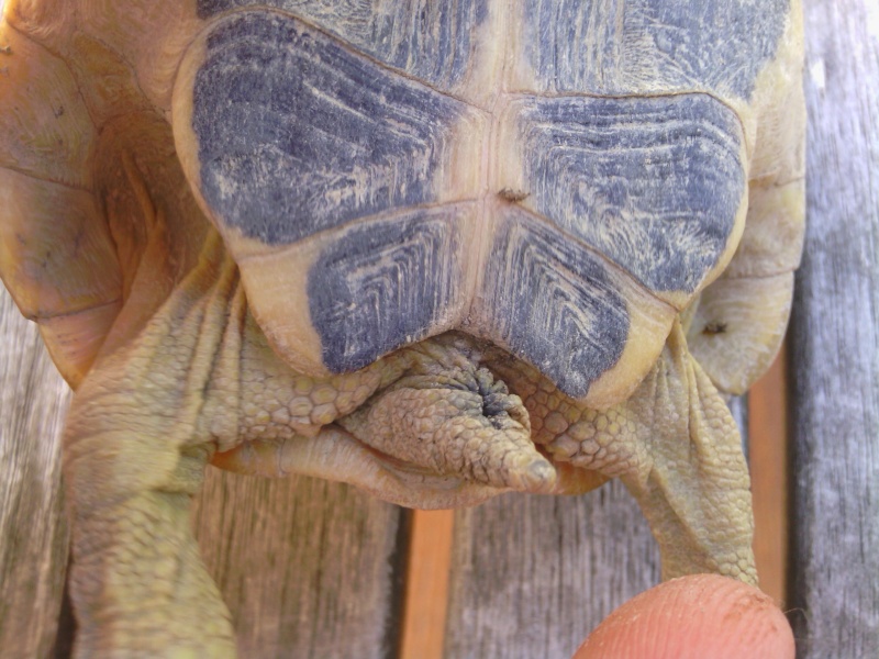 Tortue d'hermann mâle ou femelle ? Varoise ? Img_2017